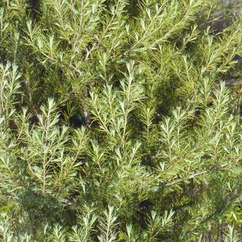 Cedrus deodara (Deodar Cedar) - Deodar Cedar