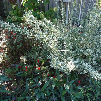 Euonymus fortunei ''Emerald Gaiety'' - Emerald Gaiety Euonymus