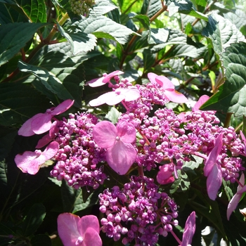 Hydrangea macrophylla 'Twist and Shout™ ' - Endless Summer® Twist and Shout™ 