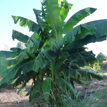 Musa basjoo (Banana) - Banana