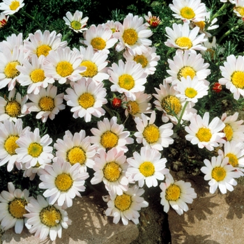 Anacyclus pyrethrum var. depressus ''Silberkissen'' (Silver Kisses, Silver Cushion) - Silberkissen Silver Kisses, Silver Cushion