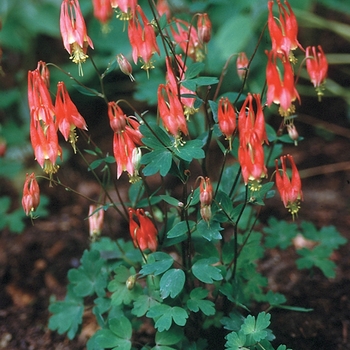 Aquilegia canadensis 'Little Lanterns' - Columbine