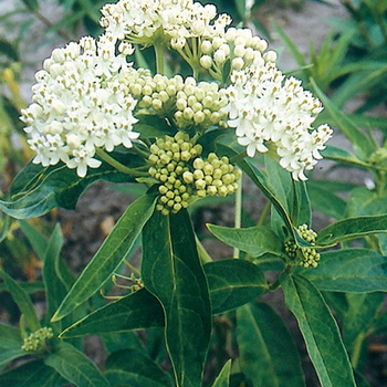 Asclepias incarnata ''Ice Ballet'' (Milkweed) - Ice Ballet Milkweed