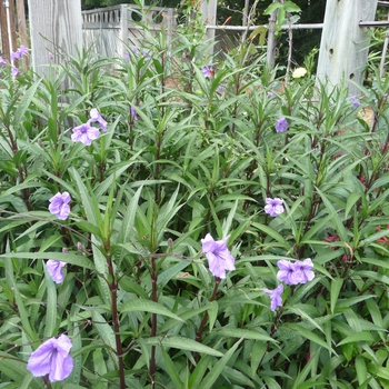 Ruellia brittoniana (Mexican Petunia) - Mexican Petunia
