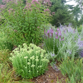 Perovskia atriplicifolia (Russian Sage) - Russian Sage