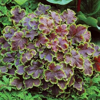 Heucherella 'Solar Eclipse' - Variegated Foamy Bells