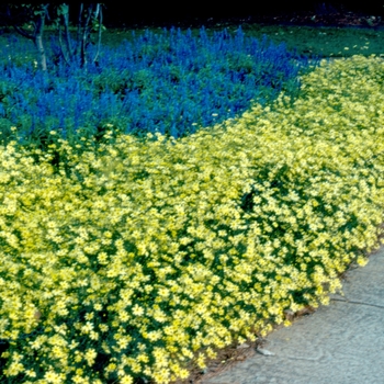 Coreopsis verticillata 'Moonbeam' - Threadleaf Tickseed