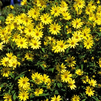 Perennial Sunflower