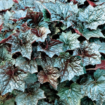 Heuchera americana ''Palace Purple'' (Coral Bells) - Palace Purple Coral Bells