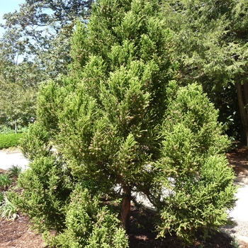 Cryptomeria japonica - 'Radicans' Radicans Japanese Cryptomeria