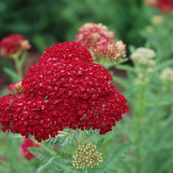 Achillea millefolium ''Pomegranate'' (Yarrow) - Tutti Frutti™ Pomegranate