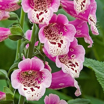 Digitalis purpurea ''Foxy'' (Foxglove) - Foxy Foxglove