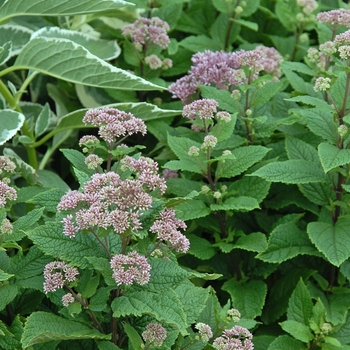 'Little Joe' Joe Pye Weed