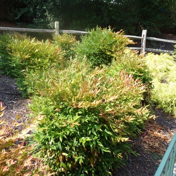 Nandina domestica ''Gulf Stream'' (Heavenly Bamboo) - Gulf Stream Heavenly Bamboo