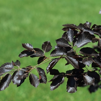 Fagus sylvatica 'Purple Fountain' - European Beech