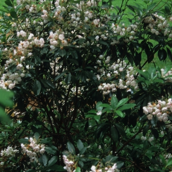 Kalmia latifolia ''Olympic Fire'' (Mountain Laurel) - Olympic Fire Mountain Laurel