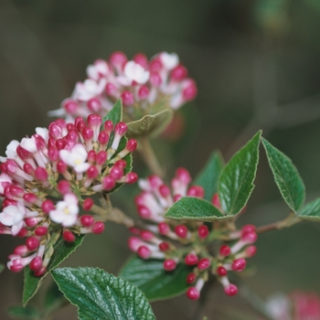 Viburnum x burkwoodii ''Mohawk'' (Burkwood Viburnum) - Mohawk Burkwood Viburnum