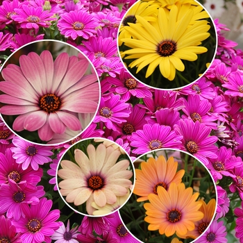 Osteospermum (Cape Daisy) - Cape Daisy