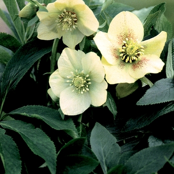 Helleborus orientalis 'White Spotted Lady' - Lenten Rose