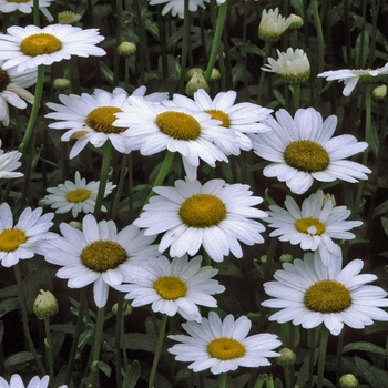 Leucanthemum x superbum ''Becky'' (Shasta Daisy) - Becky Shasta Daisy
