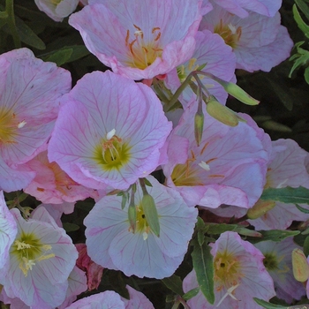 Oenothera berlandieri ''Siskiyou'' (Evening Primrose) - Siskiyou Evening Primrose