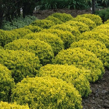 Berberis thunbergii 'Bogozam' - Bonanza Gold Barberry