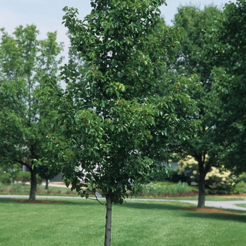 Pyrus calleryana ''Cleveland Select'' (Cleveland Pear) - Cleveland Select Cleveland Pear
