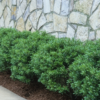 Ilex crenata ''Soft Touch'' (Compact Japanese Holly) - Soft Touch Compact Japanese Holly