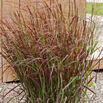 Panicum virgatum ''Prairie Fire'' PP19637 (Red Switch Grass) - Prairie Fire Red Switch Grass