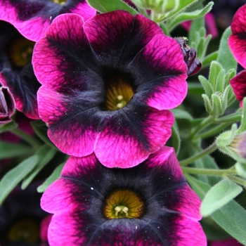 Calibrachoa ''Blackberry Punch'' ''USCAL68604'' PPAF; PBRAF (Calibrachoa) - Superbells® Blackberry Punch