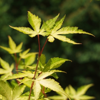 Acer palmatum ''Katsura'' (Japanese Maple) - Katsura Japanese Maple