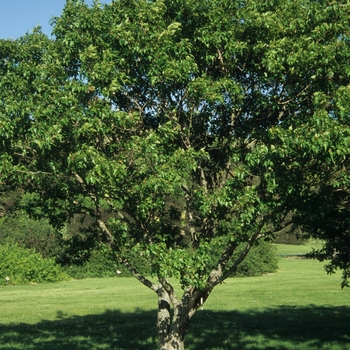 Acer palmatum ''Osakazuki'' (Japanese Maple) - Osakazuki Japanese Maple