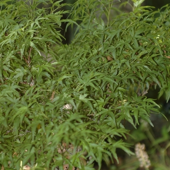Acer palmatum ''Sharp''s Pygmy'' (Japanese Maple) - Sharp''s Pygmy Japanese Maple