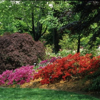 Acer palmatum dissectum 'Red Select' - Red Select Japanese Maple