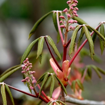 Aesculus pavia (Red Buckeye) - Red Buckeye