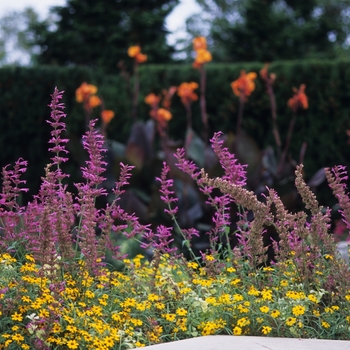 Agastache x 'Tutti Frutti' - Anise Hyssop