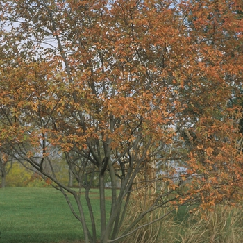 Amelanchier laevis (Allegheny Serviceberry) - Allegheny Serviceberry