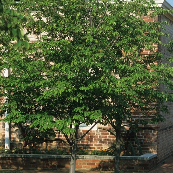 Amelanchier laevis ''Cumulus'' (Shadblow Serviceberry) - Cumulus Shadblow Serviceberry