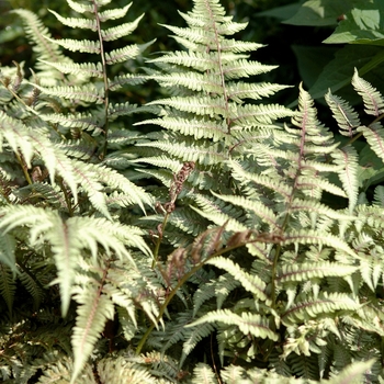 Athyrium ''Branford Beauty'' (Branford Beauty Fern) - Branford Beauty Branford Beauty Fern