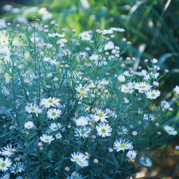 Boltonia asteroides ''Snowbank'' (False Aster) - Snowbank False Aster