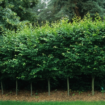 Carpinus betulus ''Fastigiata'' (Common Hornbeam) - Fastigiata Common Hornbeam