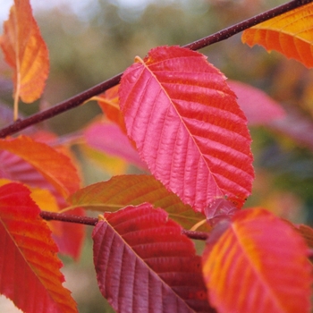 Carpinus caroliniana (Caroliniana Hornbeam) - Caroliniana Hornbeam