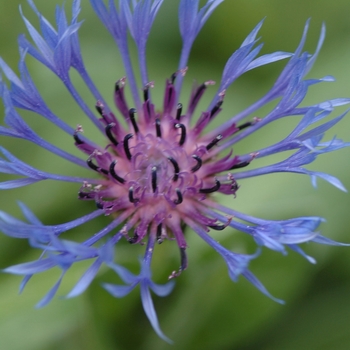 Centaurea montana - Bachelor's Button