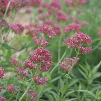 Centranthus ruber - Red Valerian