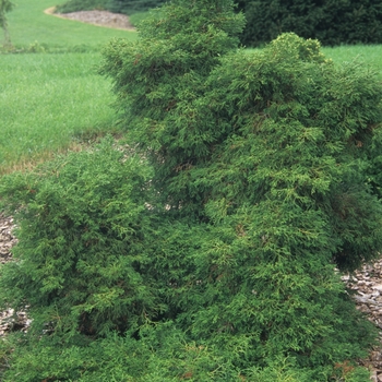 Chamaecyparis obtusa ''Coralliformis'' (Hinoki Falsecypress) - Coralliformis Hinoki Falsecypress