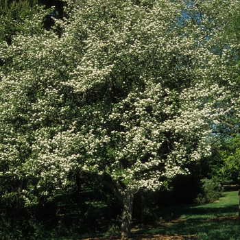 Crataegus viridis - ''Winter King'' Hawthorn