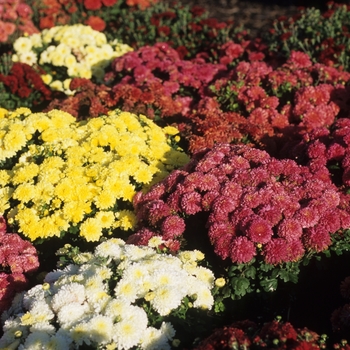 Chrysanthemum Garden Mums 'Multiple Varieties' - Mum