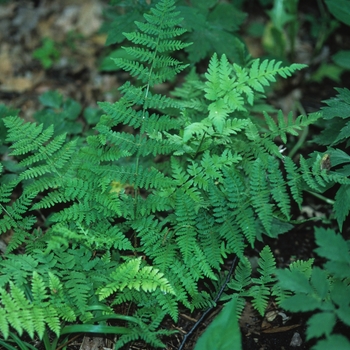 Dryopteris intermedia - Evergreen Wood Fern
