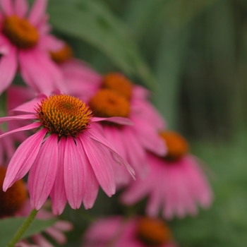 Echinacea purpurea ''Kim''s Knee High'' (Coneflower) - Kim''s Knee High Coneflower