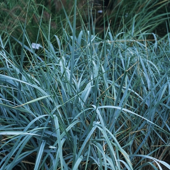 Elynus racemous 'Glaucus' - Giant Blue Wild Rye